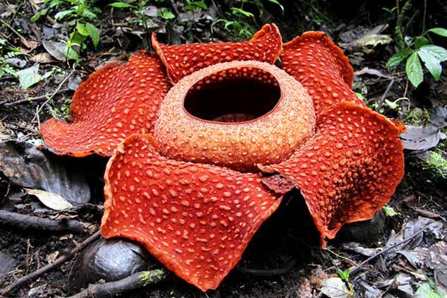 Rafflesia+arnoldii+2.jpg