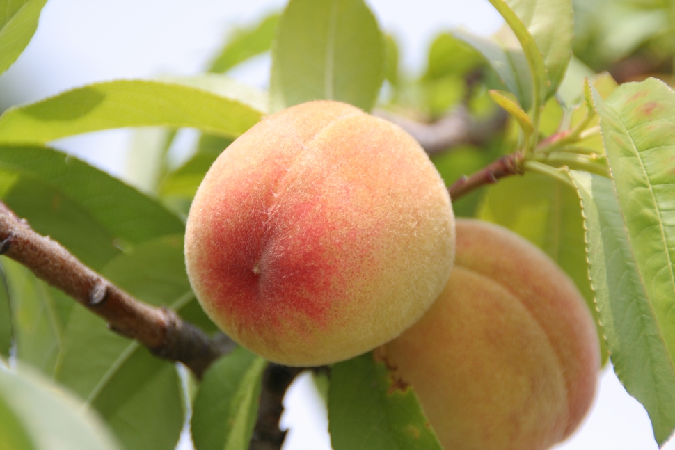 peaches.jpg