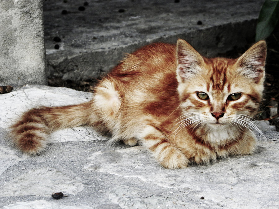 little_cat_by_chater.jpg