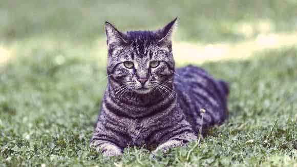 tabby-cat-breeds-Large.jpg