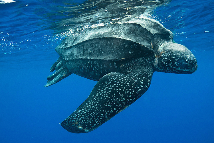 Leatherback Sea Turtle.jpg