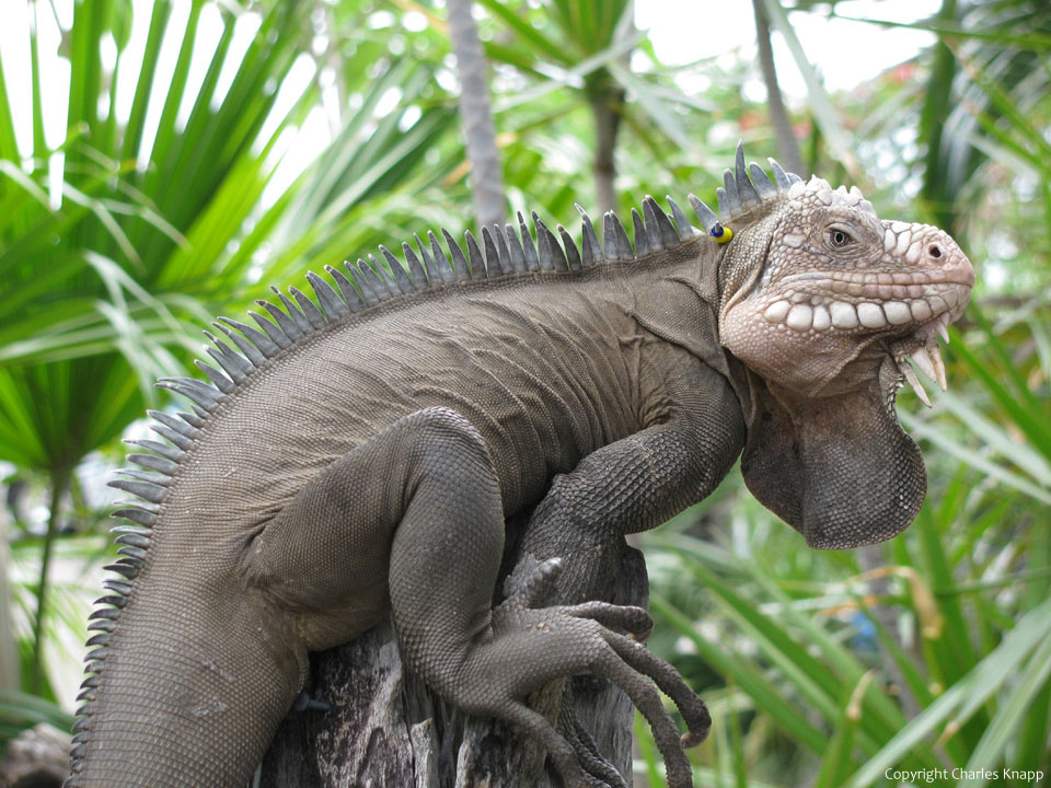 Lesser Antillean Iguana.jpg