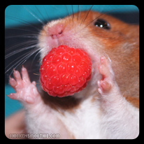 http://www.chickensmoothie.com/img/stamps/Mega%20Graphics/Photos/hamster.jpg