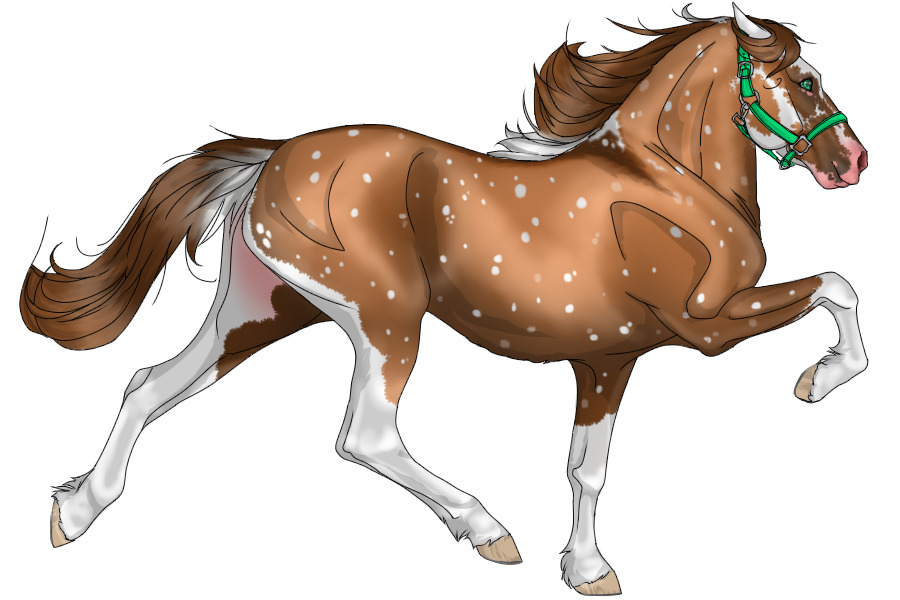 View topic 4895 Claybank Dun Minimal Tobiano Bird Catcher Spots