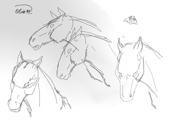 Horse Head sketches