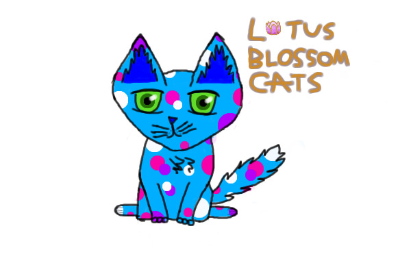 A new adoptable for Lotus Blossom Cats adoption center!