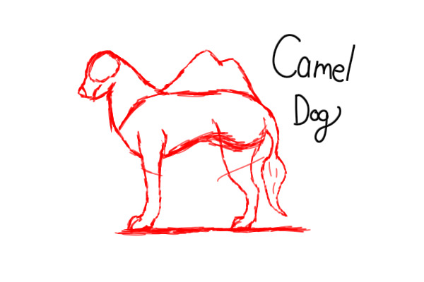 Camel Dogs