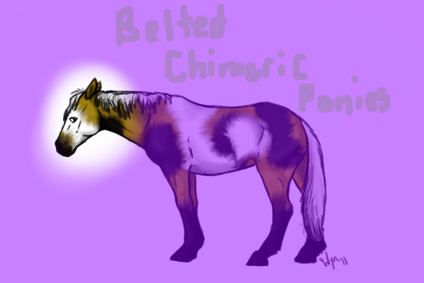 Belted Chimeric Ponies||Customs Open||Archivist Needed