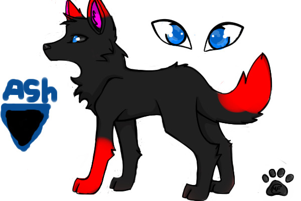Coloured in Wolf/Dog