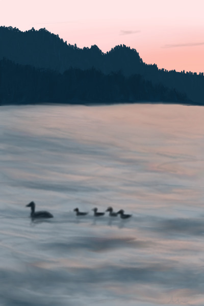 Ducks in a Lake