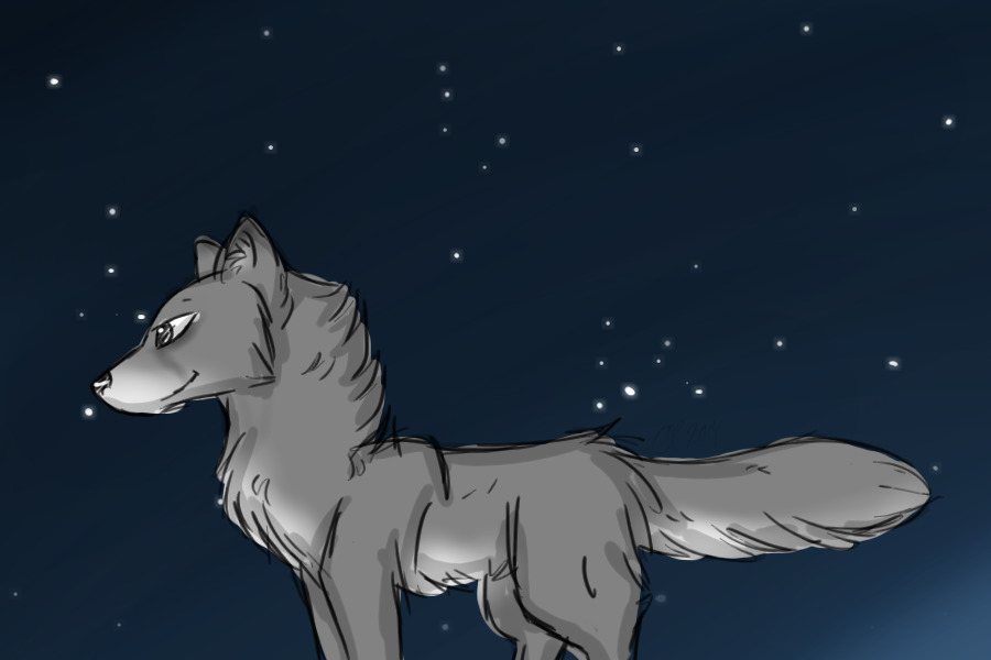 wolf sketch.