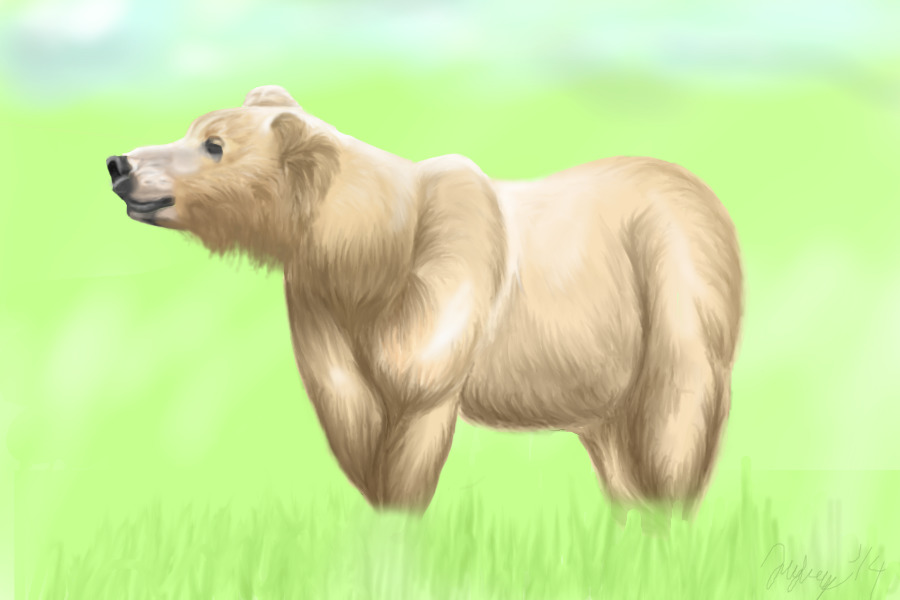 Field Bear