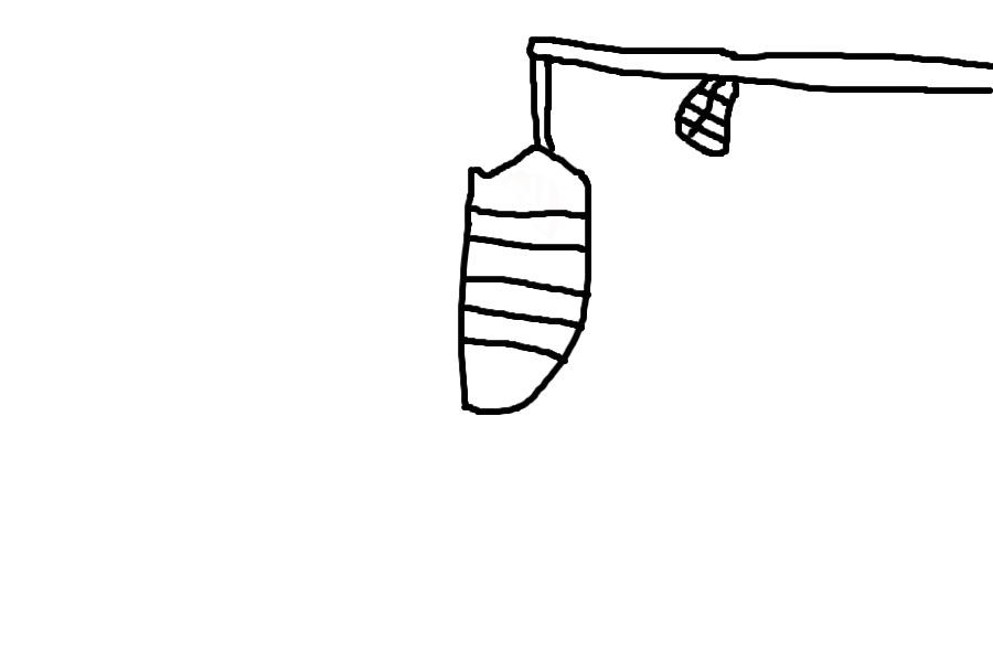 Cocoon.... (Not coloured)