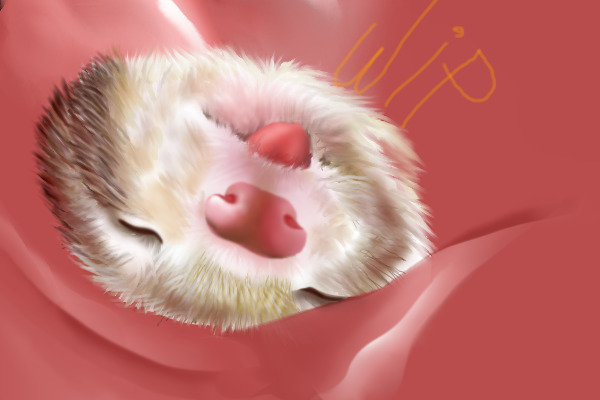 Smellycute little ball of furs <<3