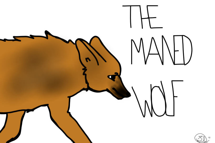The Maned Wolf
