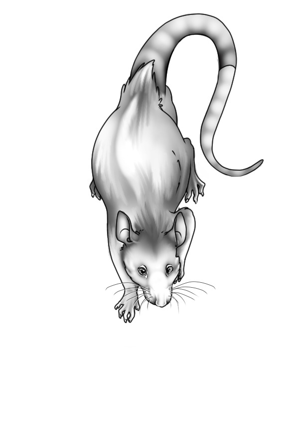 WIP rat sketch-