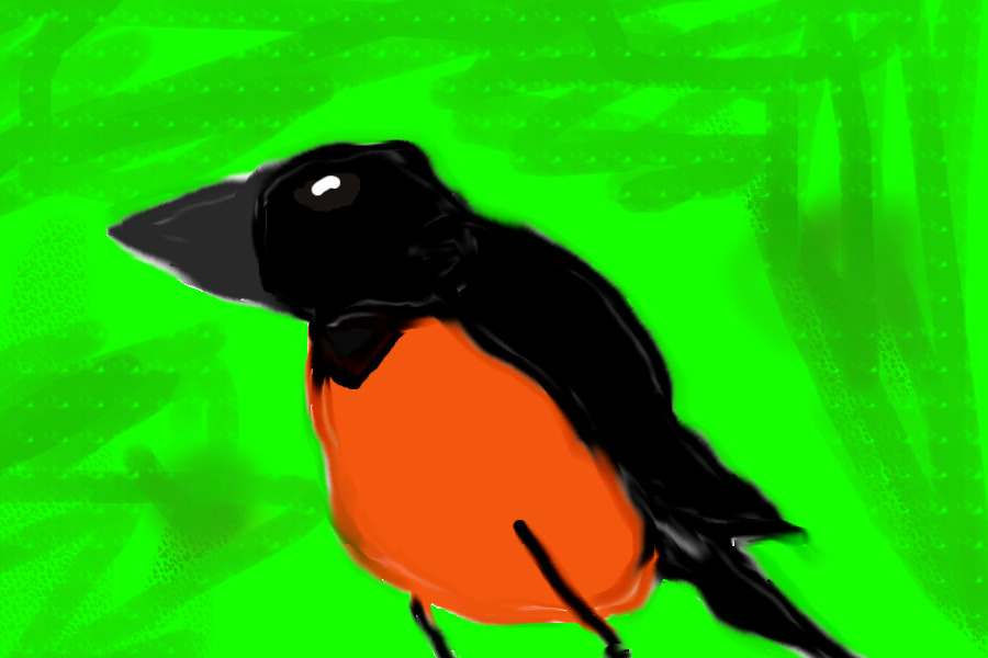 Oriole Drawing