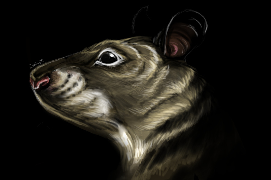Gambian pouched rat sketch.
