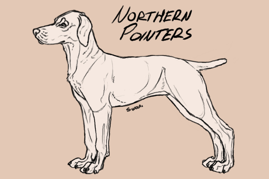Northern Pointers