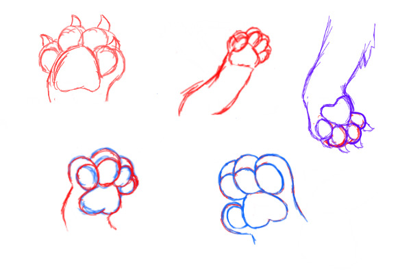 Paw sketches