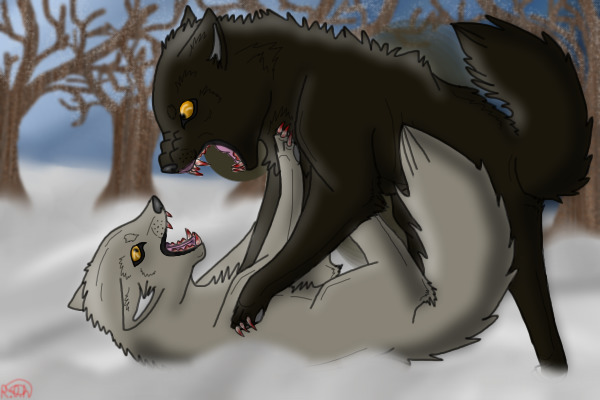 Wolf and Huskey