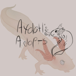axolotl adopts