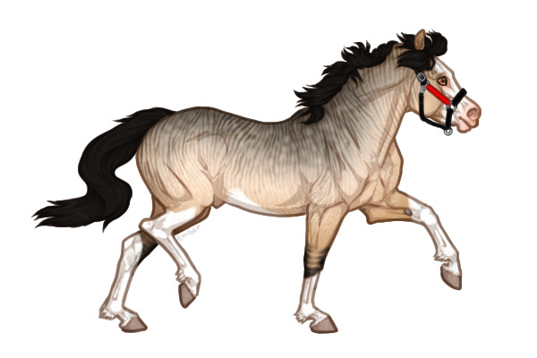 Ferox Welsh Pony #356 - Sooty Dunskin Roan Brindle Splash
