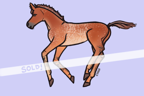 Dun Rabicano Foal | Sold
