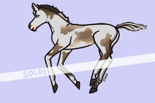 Dun Tobiano Foal | For Sale