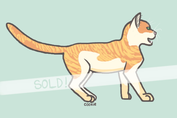 Painted Orange Tabby | For sale