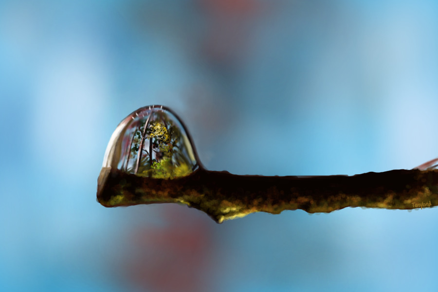 Forest in a drop