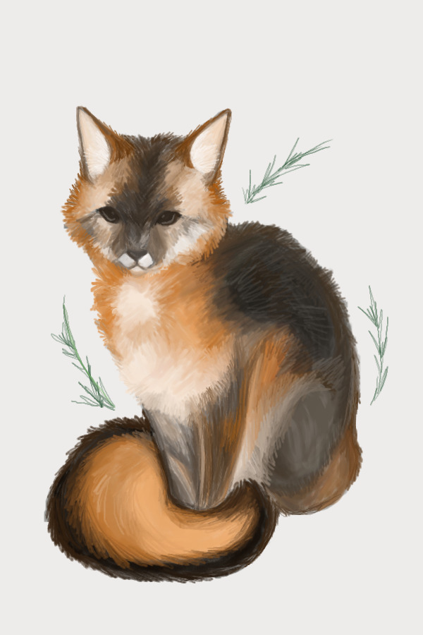 another gray fox!