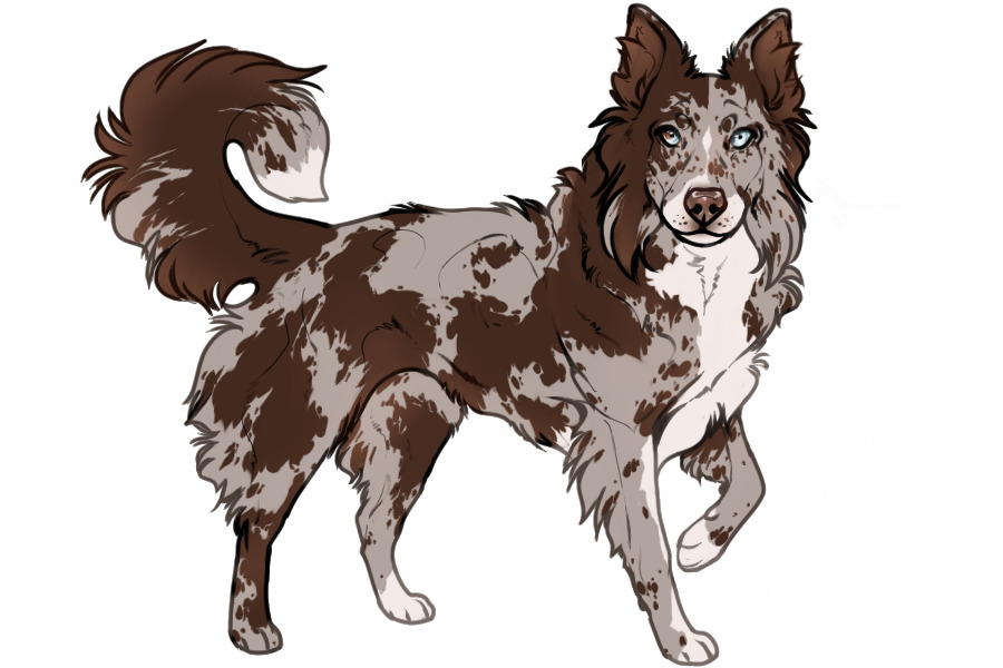 Beaumont Collie #792 Adopted