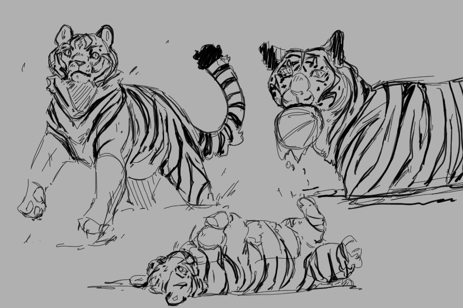 tiger studys.