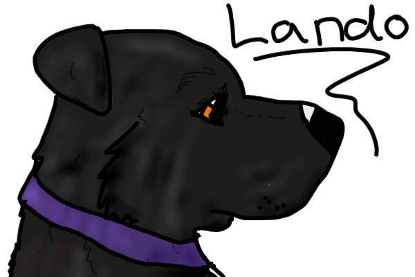 My dog, Lando :D