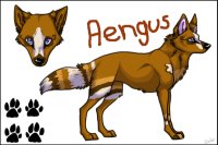 Aengus; SCAA Pet that I want