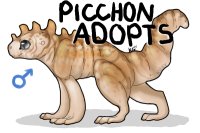 Picchon Adopts