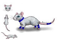 Adopt a Rat! :D