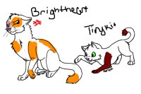 Brightheart Is Not Amused.