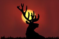 Elk in the Sunset