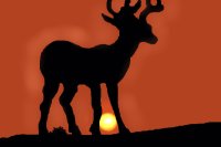 Deer in the Sunset
