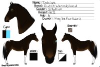 Tobais; brown tobaino Dutch Warmblood stallion
