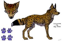 ~˚•RainbowRain•˚~'s Bobcat/Leopard
