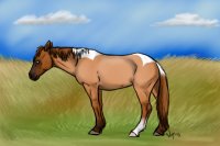 Harkness- red dun roan tobiano