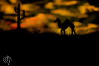 Airbrushed Desert Sunset on velvet