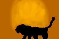 Silhouette of a male lion