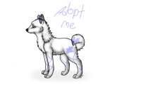Dog adoptable #2