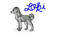 ||Loki||Adopt A Wolf||