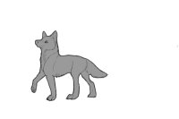 random wolf