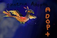 1ST Phoenix Adoptable!